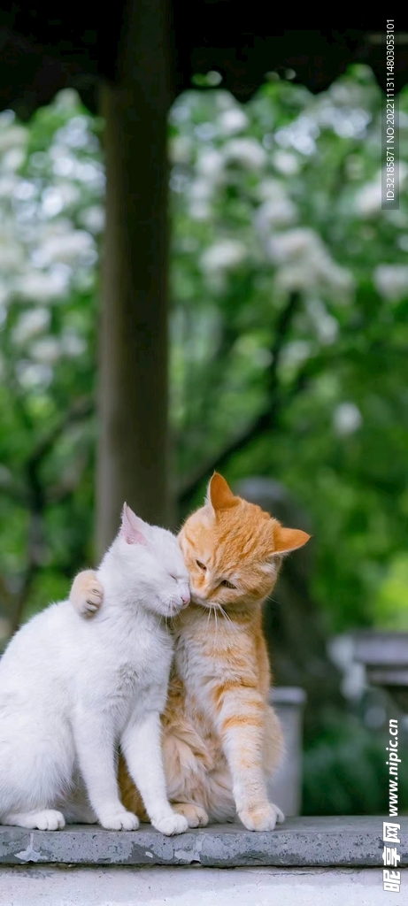 猫动物图片 