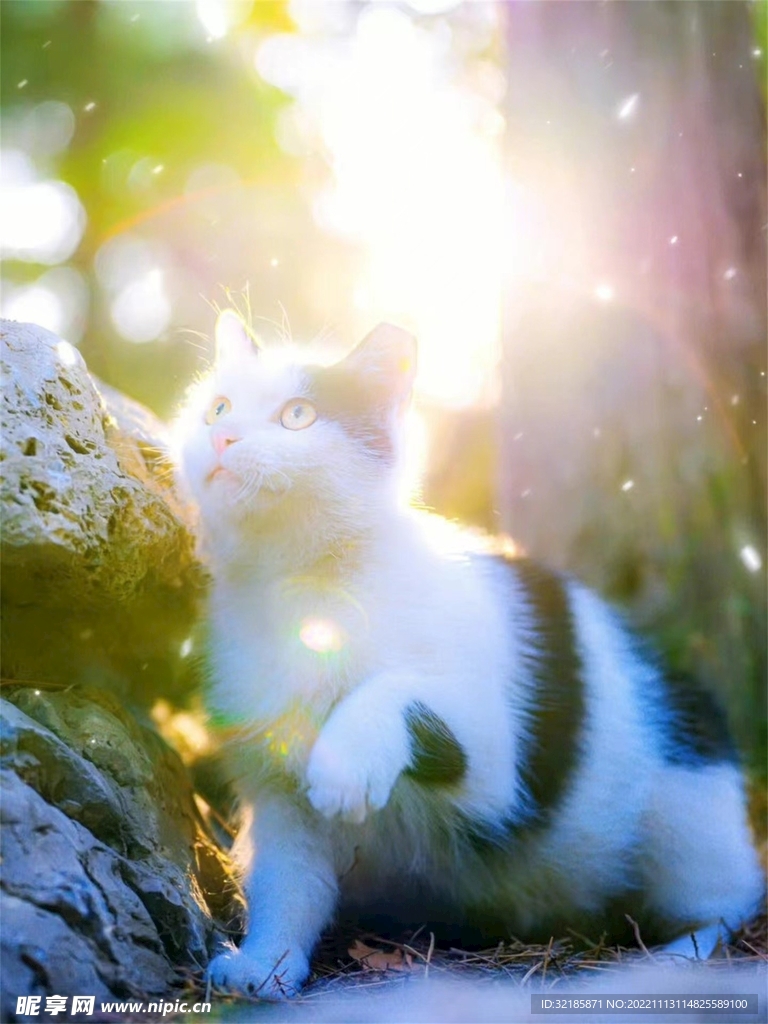 猫动物图片 