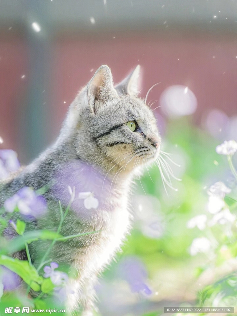 猫动物图片 