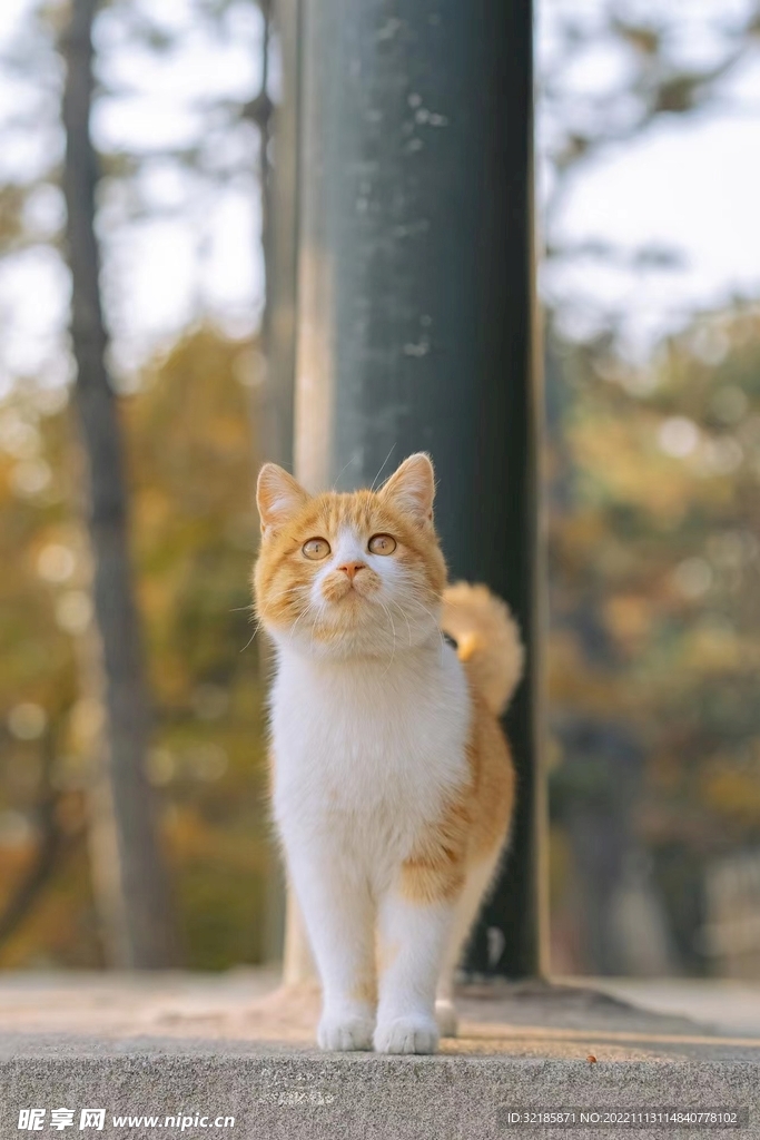家猫动物图片 