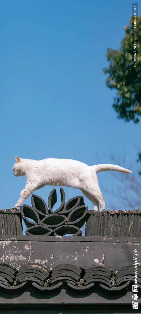 猫动物图片 