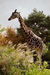 长颈鹿动物图片 