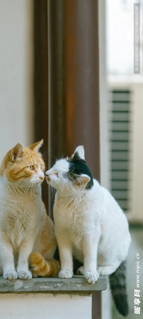 猫动物图片 