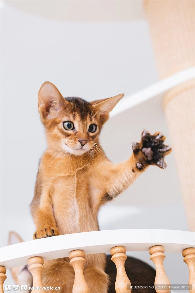 猫动物图片 