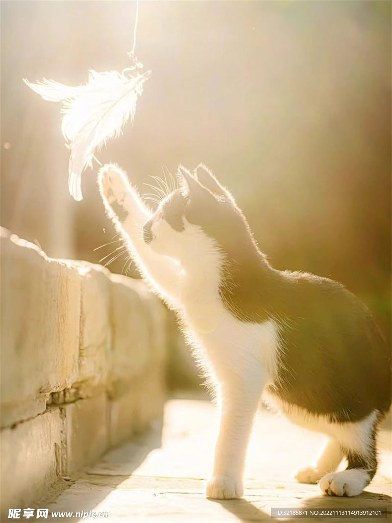 家猫动物图片