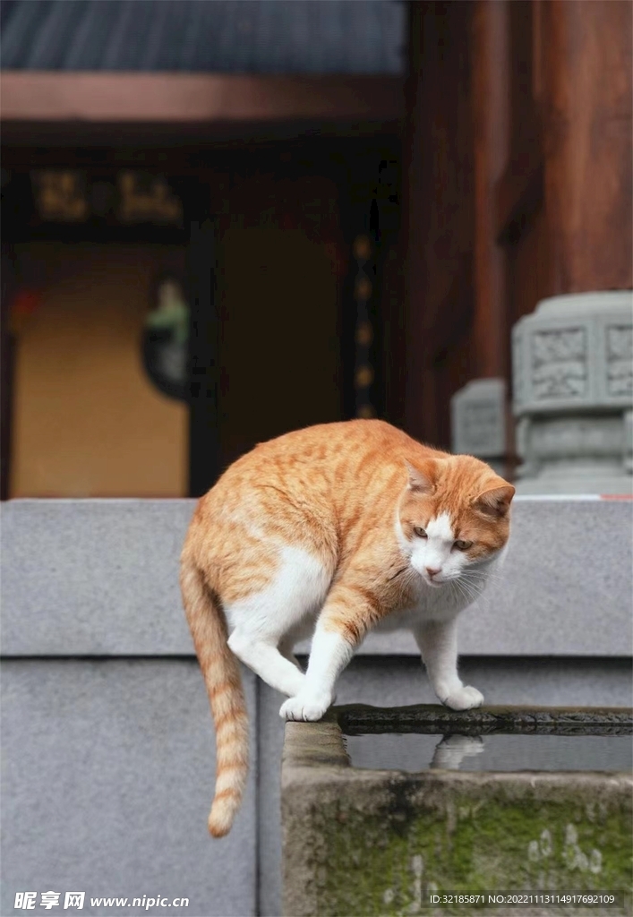 家猫动物图片 