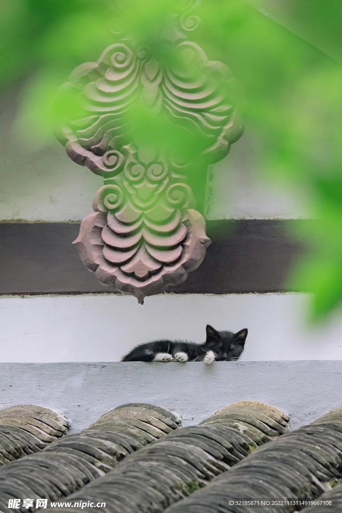 猫动物图片 