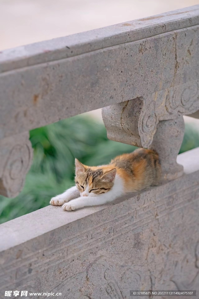 猫动物图片 