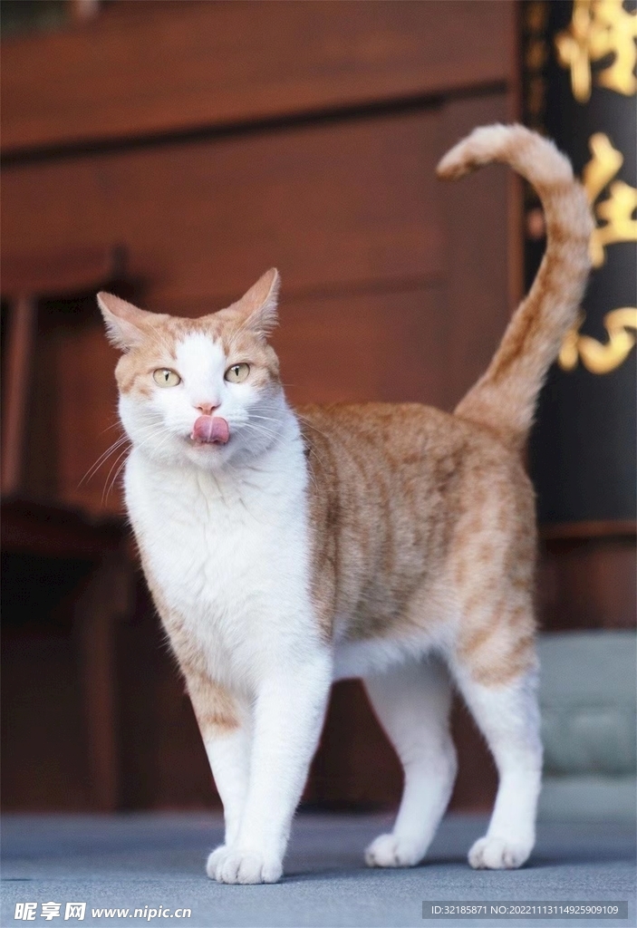 家猫动物图片