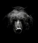 黑熊动物图片