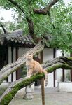 猫动物图片