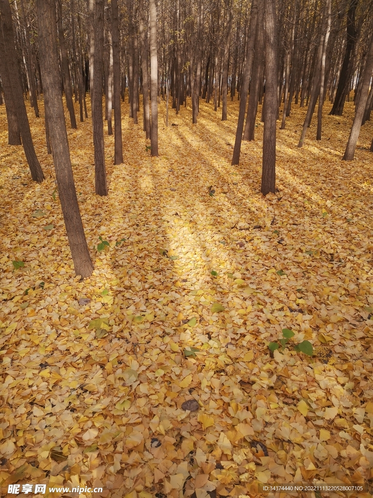 秋天的银杏树林2