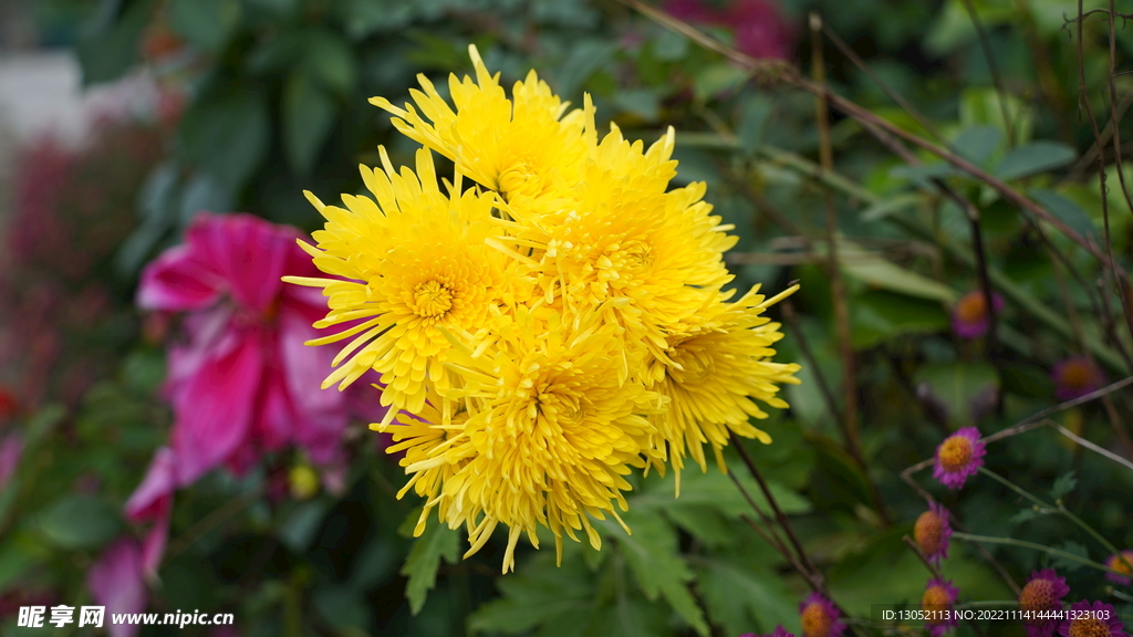 菊花 摄影