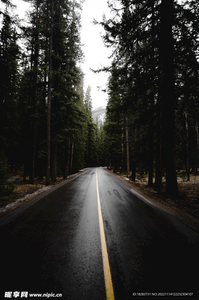 雨后的森林马路