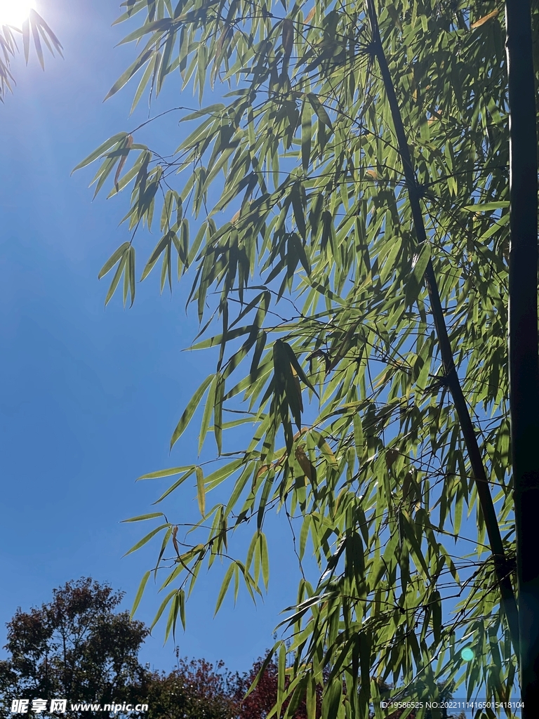 竹子天空