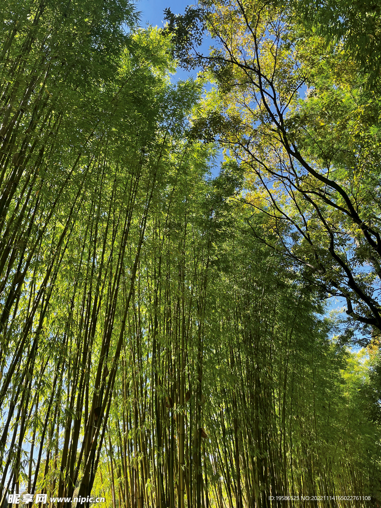 树木天空