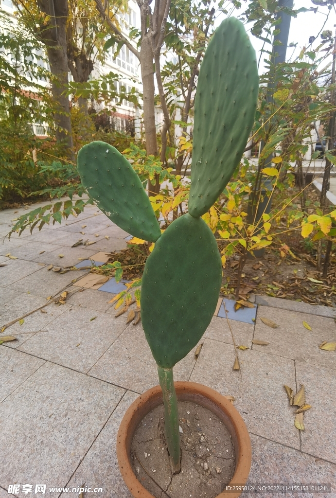 仙人掌