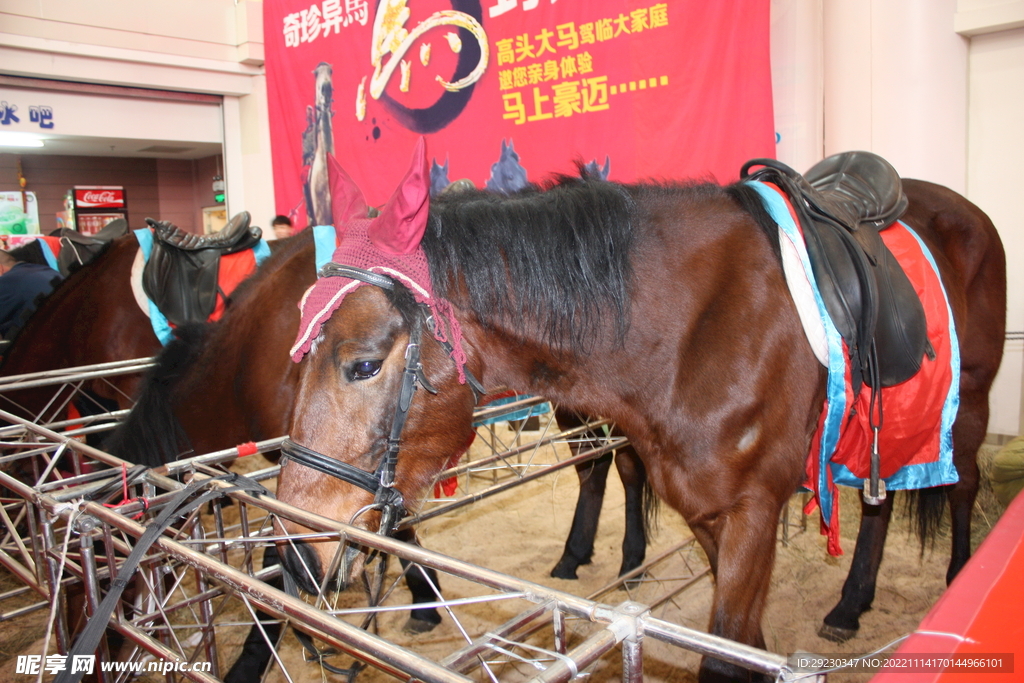 骏马