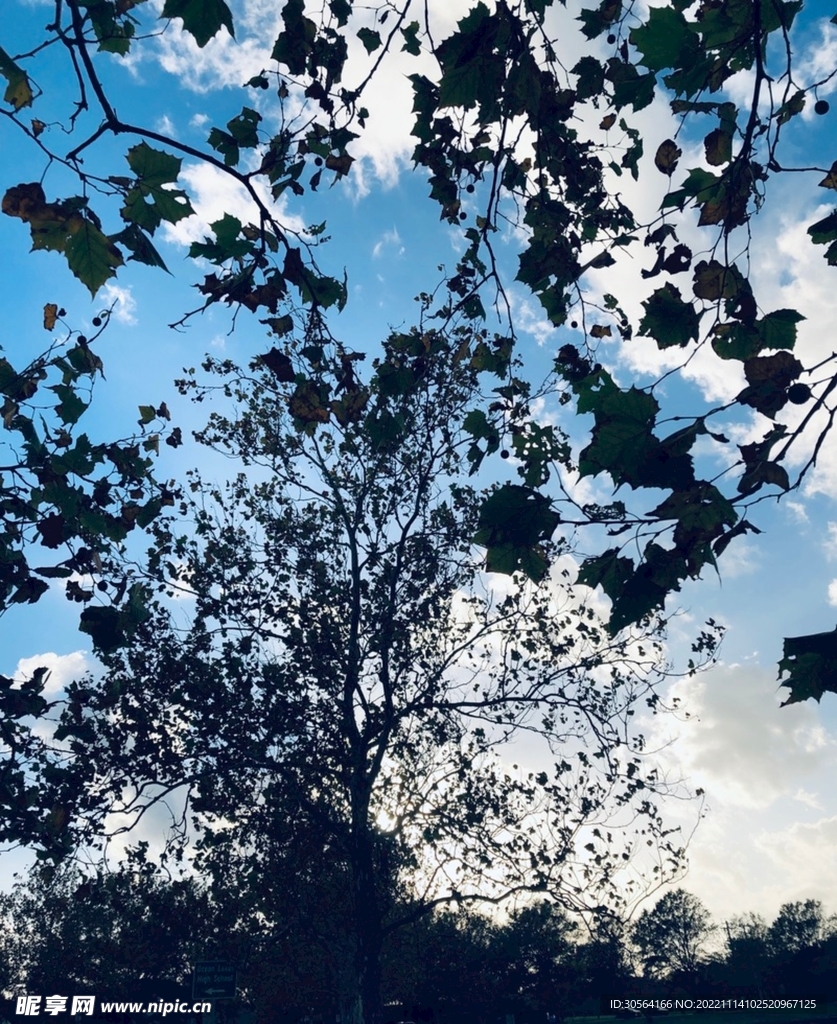 逆光树木树叶