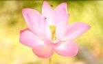 莲花4k高清视频