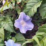 小花