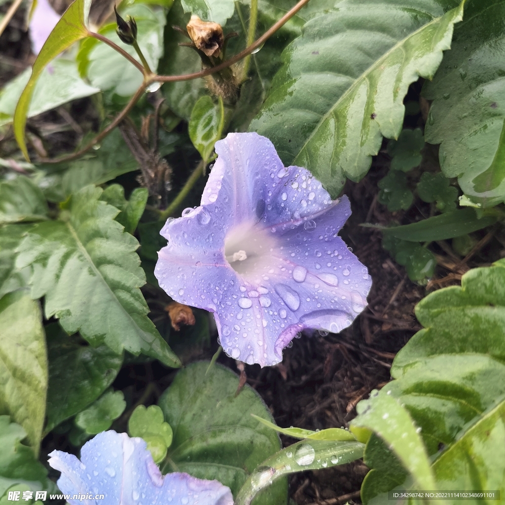 小花