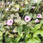 小蓝花