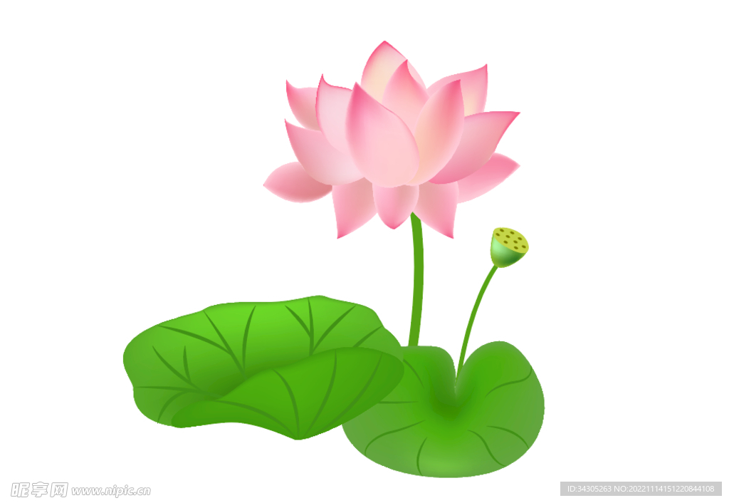 荷花