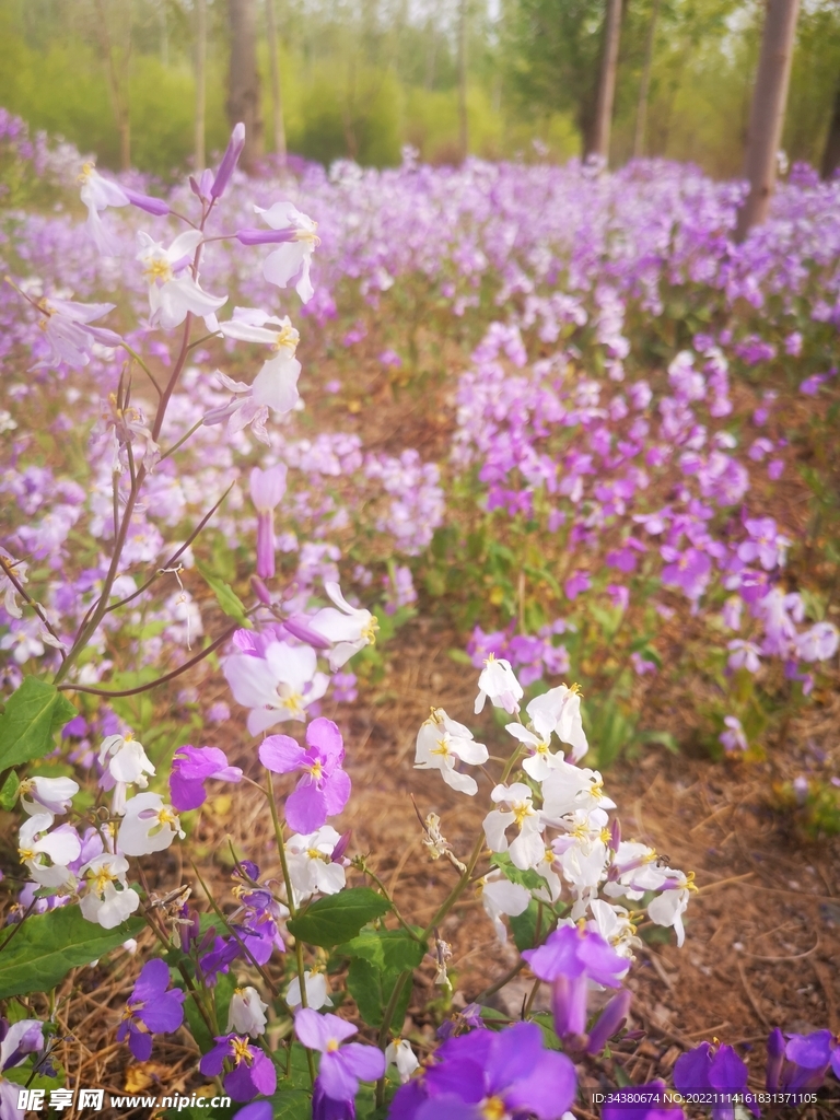 鲜花