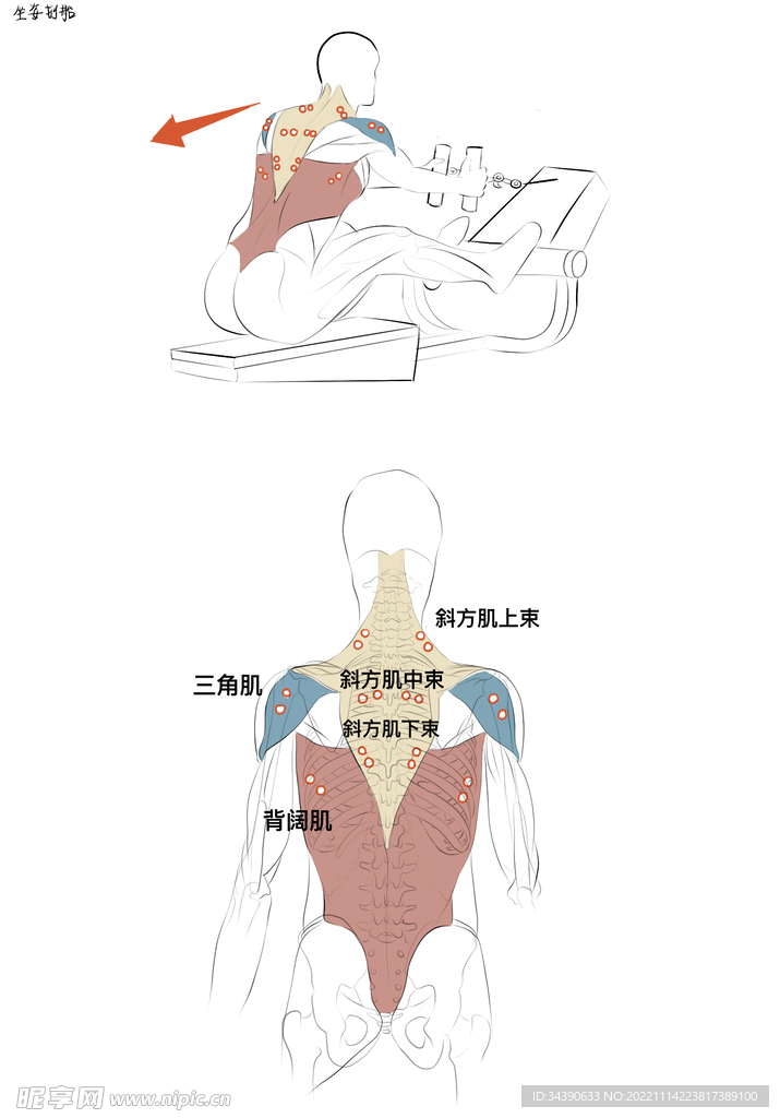 坐姿划船