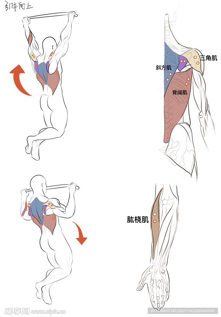 引体向上