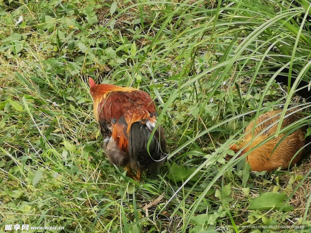 鸡