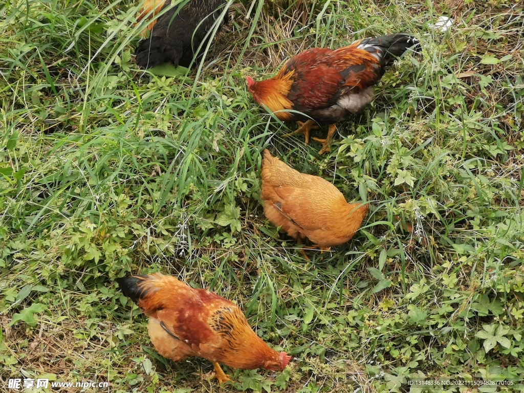 鸡