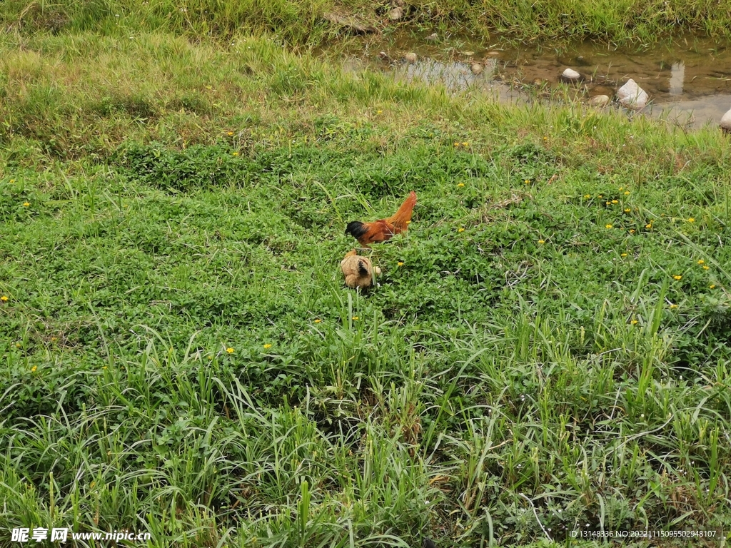 鸡