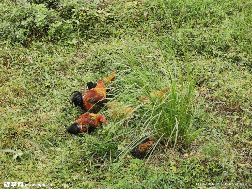鸡