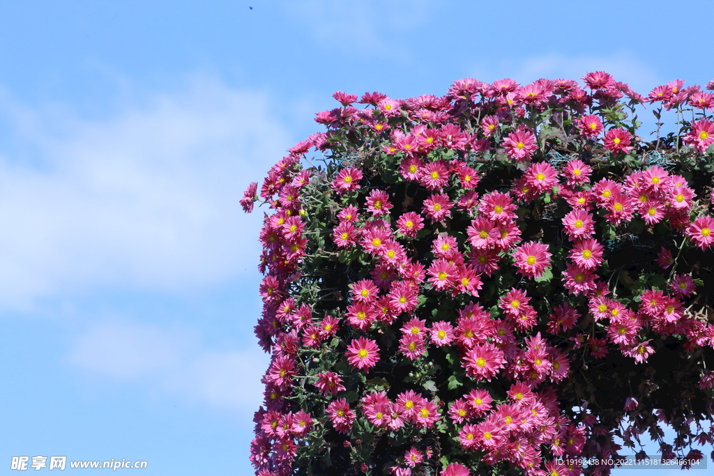 菊花 