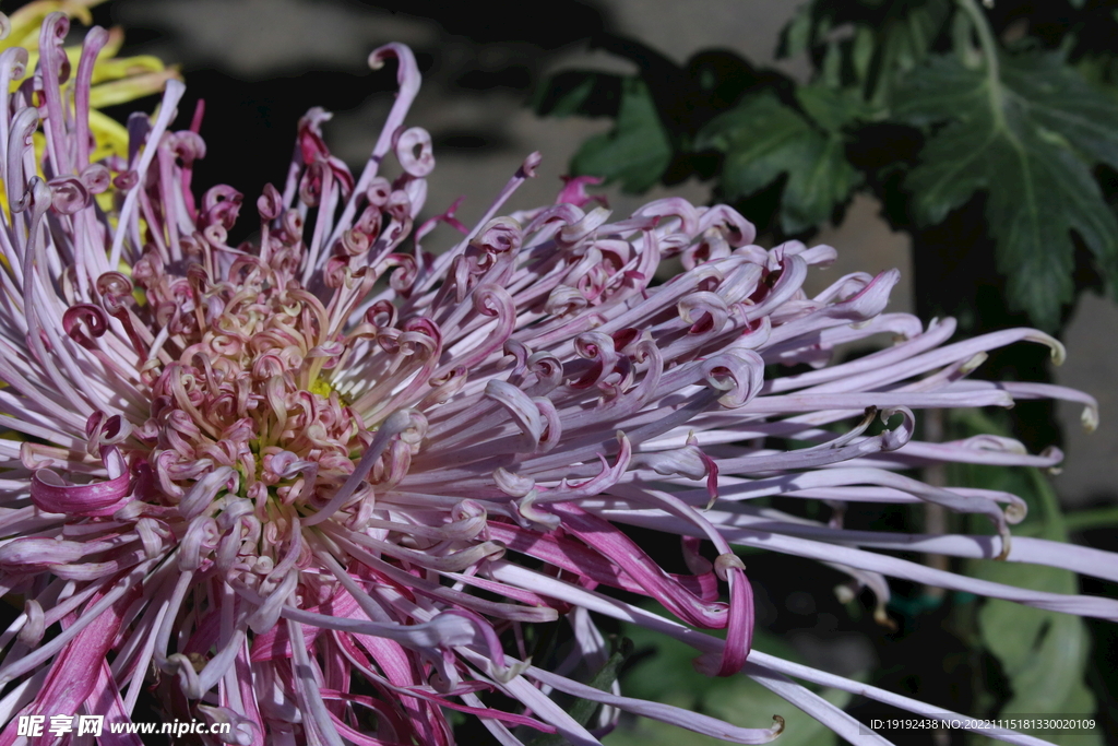 菊花 