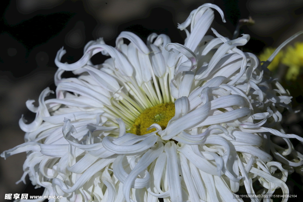 菊花