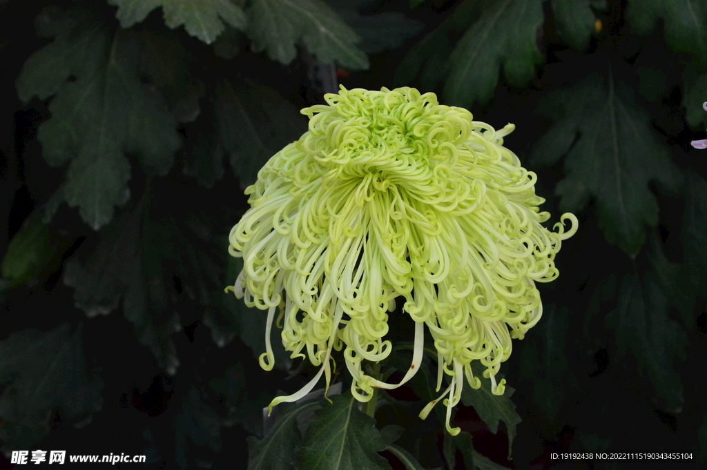 菊花 