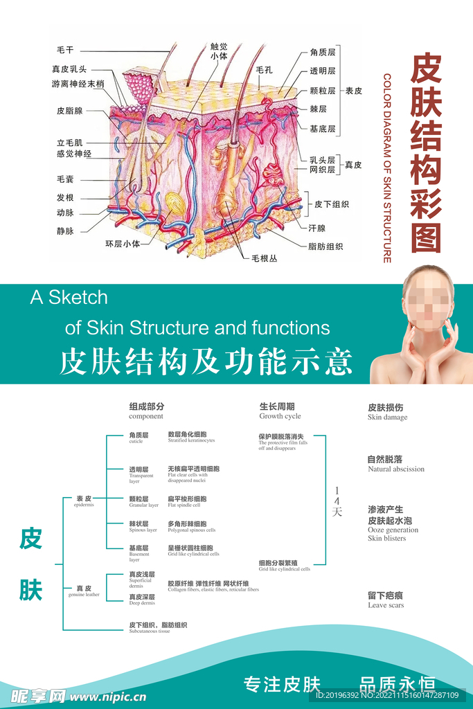 皮肤结构彩图