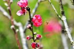 蜜蜂