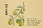 肉豆蔻手绘