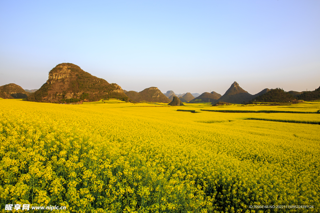 油菜花田