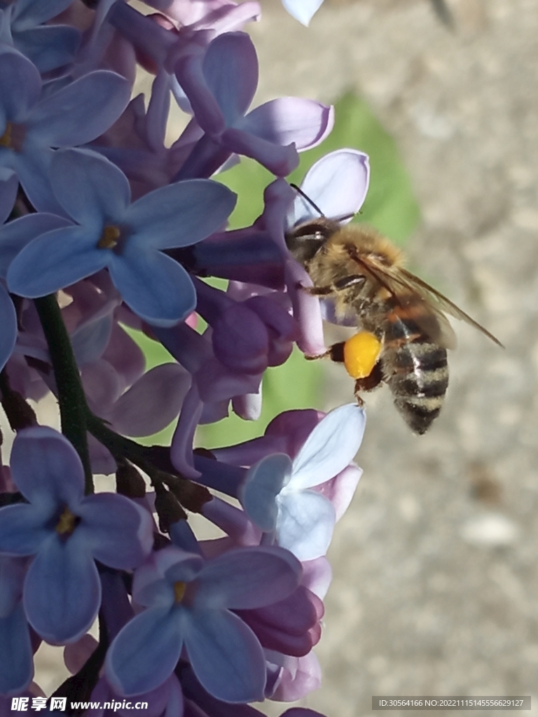 蜜蜂
