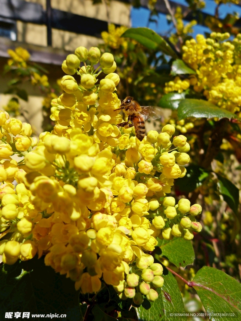 蜜蜂