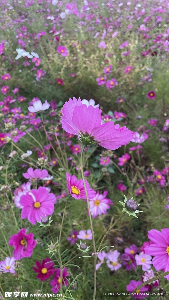 格桑花 花海 波斯菊 鲜花