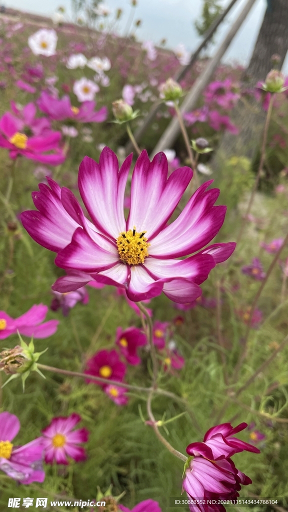 格桑花 花海 波斯菊 鲜花