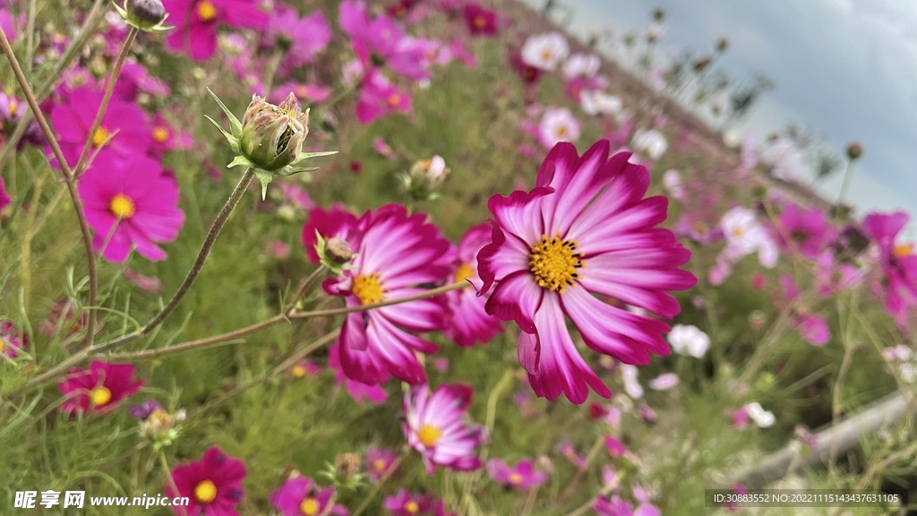 格桑花 花海 波斯菊 鲜花