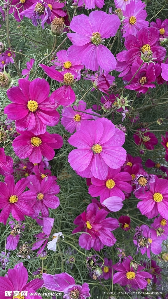 格桑花 花海 波斯菊 鲜花