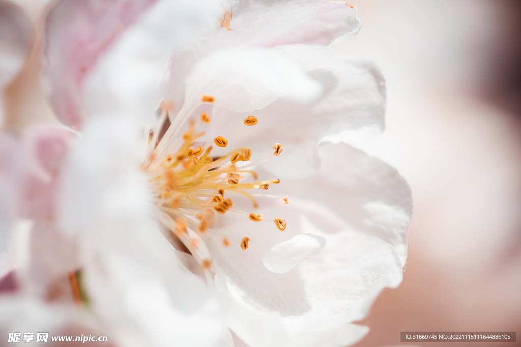 花朵特写